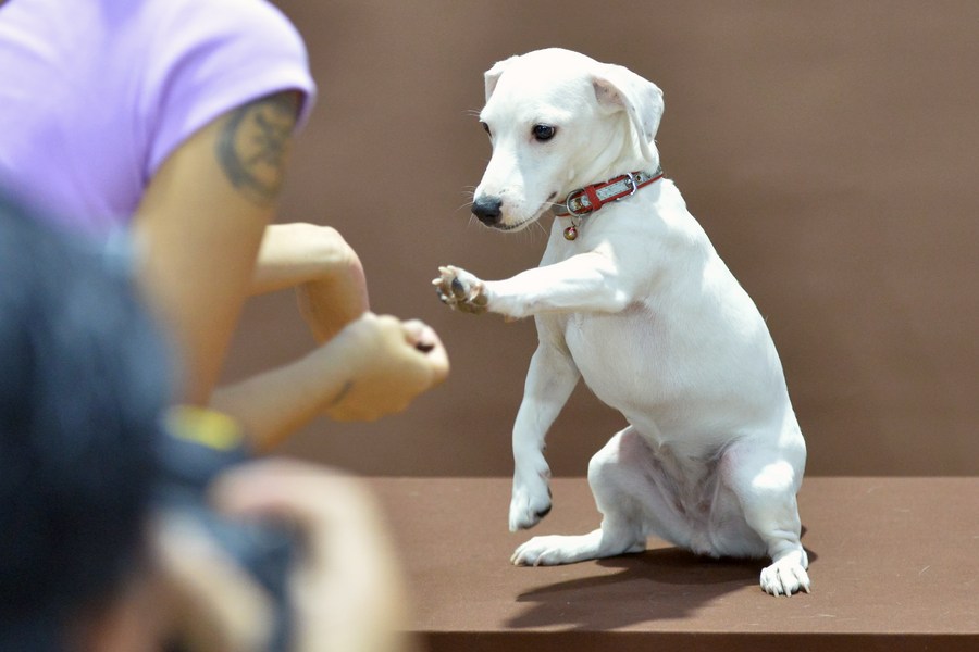 2025年泰国曼谷宠物用品展览会 Pet Expo Thailand