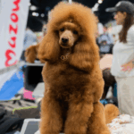 2026年波兰宠物和兽医展览会Animals & Veterinary Days