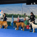 2026年波兰宠物和兽医展览会Animals & Veterinary Days