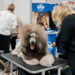2026年波兰宠物和兽医展览会Animals & Veterinary Days